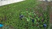 Kilis'te depremden sonra marul ve maydanoz hasadı başladı