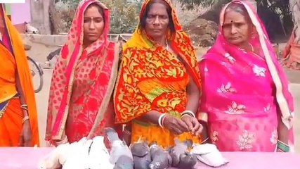 सारण: अगुआन गांव में जहर मिला गेहूं खाने से दर्जनों कबूतर की मौत, मचा हडकंप
