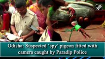 Odisha: Suspected ‘spy’ pigeon fitted with camera caught by cops
