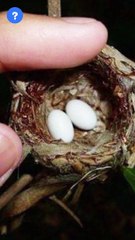 World's smallest Egg Bird? | know This #shorts