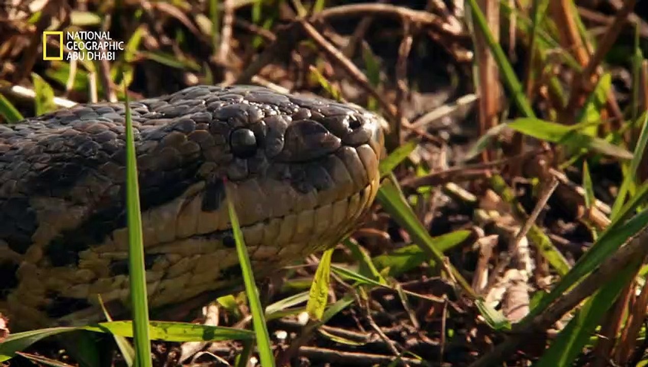 الأناكوندا الخضراء _ بري وعجيب _ ناشونال جيوغرافيك أبوظبي