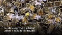 Las abejas aprenden  a danzar viendo el baile de sus mayores