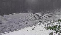 Roundhay Park Leeds: Footage captures man swimming in snow storm during freezing temperatures