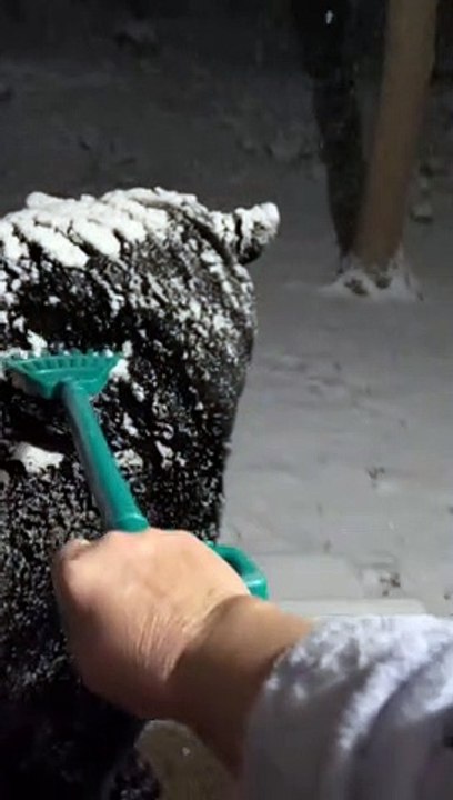 Raking Snow Off a Big Bear