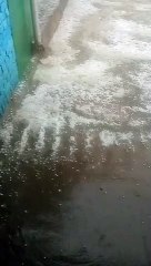 कछियारा इलाके में गिरे ओल, सरसों व गेहूं दोनों में नुकसान की आशंका...देखें वीडियो