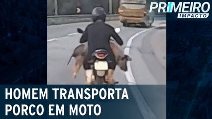 Flagra homem transporta porco de forma irregular em moto