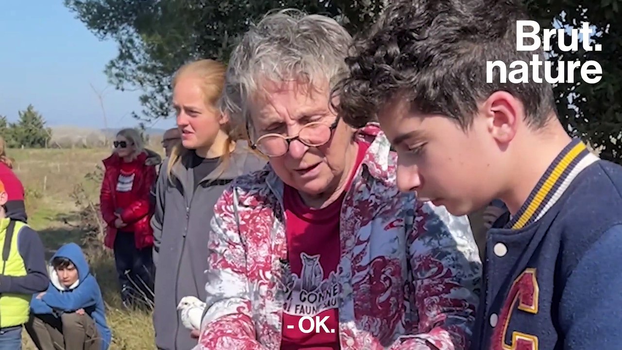 Pendant ce temps-là... – Ils sauvent ces oiseaux et les relâchent dans la nature