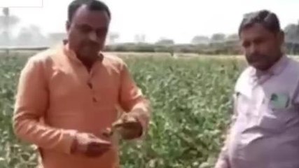 नशे की खेती: अफीम की फसल में चिरा लगाने के बाद बारिश से धुली, फसल हुई खराब