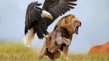 Eagle Big Attacks | Eagle Dangerous Attacks | This is Why Eagle is the Most Powerful Bird