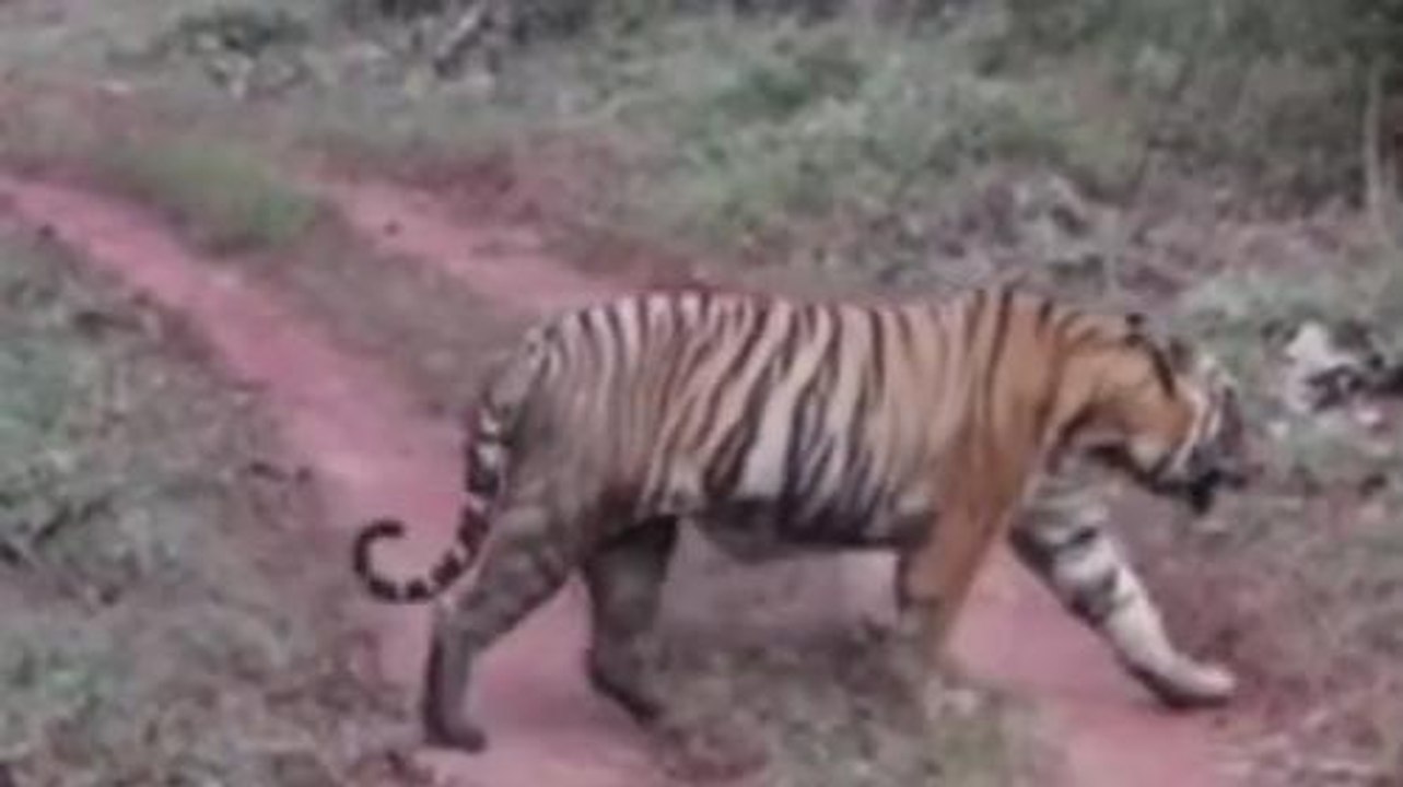 కోహిర్: పులి సంచారం.. భయాందోళనలో గ్రామస్తులు