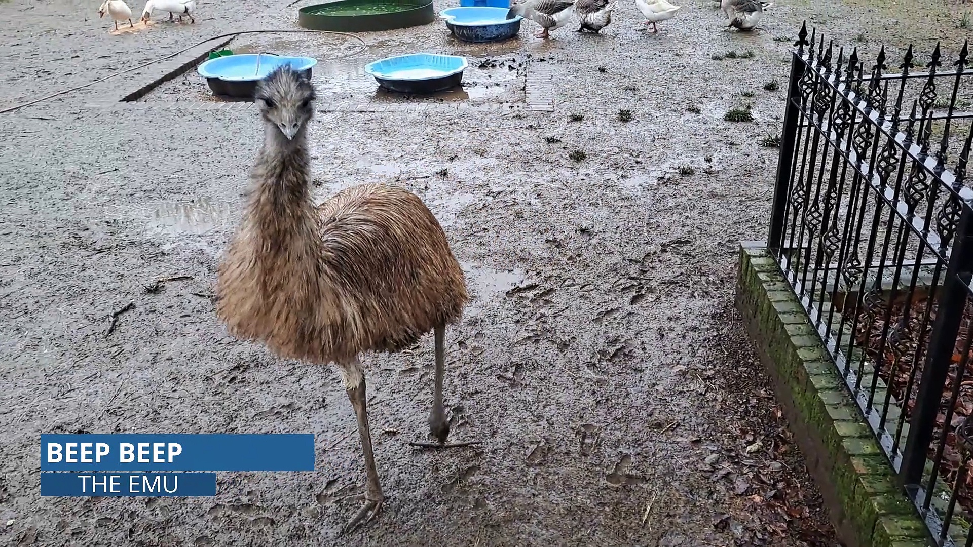 Beep Beep the Emu