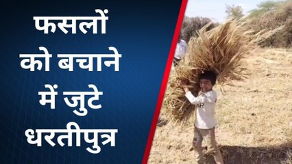 आसींद: बेमौसम बारिश से फसलों को बचाने में जुटे किसान, देखें खबर