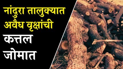 नांदुरा तालुक्यात अवैध वृक्षांची कत्तल जोमात, ठिकठिकाणी लाकडांची ढिगार, वनविभागाचे दुर्लक्ष| Nandura