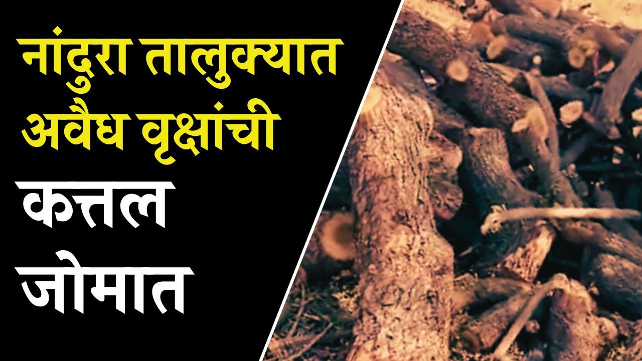 नांदुरा तालुक्यात अवैध वृक्षांची कत्तल जोमात, ठिकठिकाणी लाकडांची ढिगार, वनविभागाचे दुर्लक्ष| Nandura