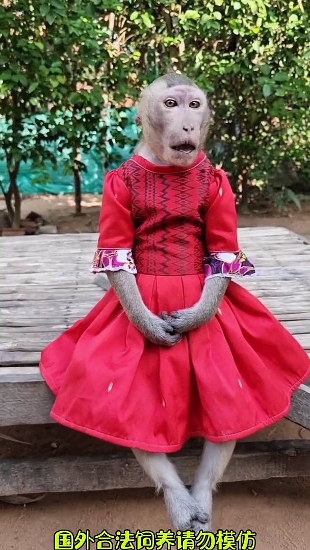 Funny videos, comedy videos