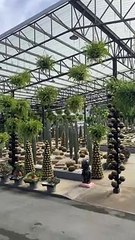 Nong Nooch Botanical Garden, Pattaya, Thailand