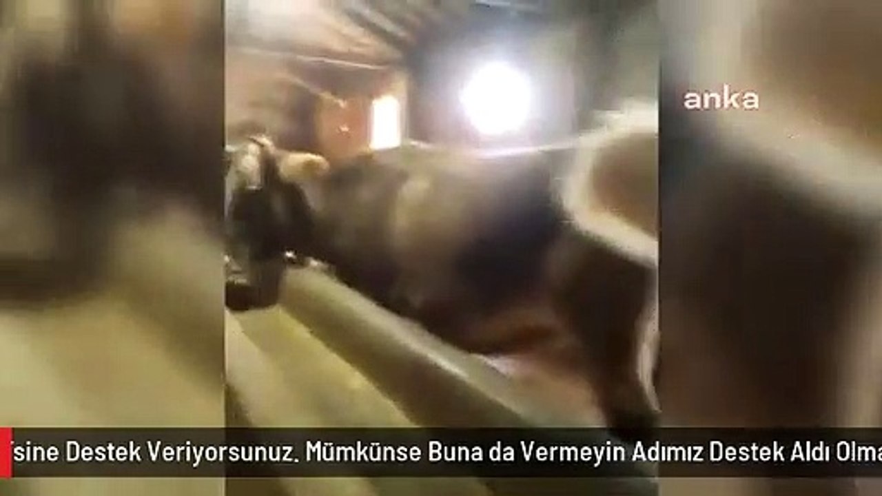 Çorumlu Çiftçiden Bakan Kirişci'ye: "5 Buzağıda...