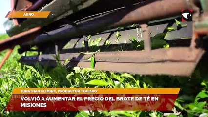 Volvió a aumentar el precio del brote de té en Misiones