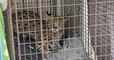 États-Unis : un serval a été positif à la cocaïne dans un zoo