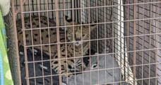 États-Unis : un serval a été positif à la cocaïne dans un zoo