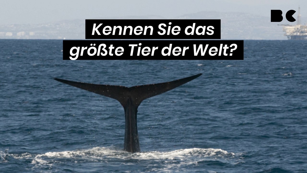 Kennen Sie das größte Tier der Welt?