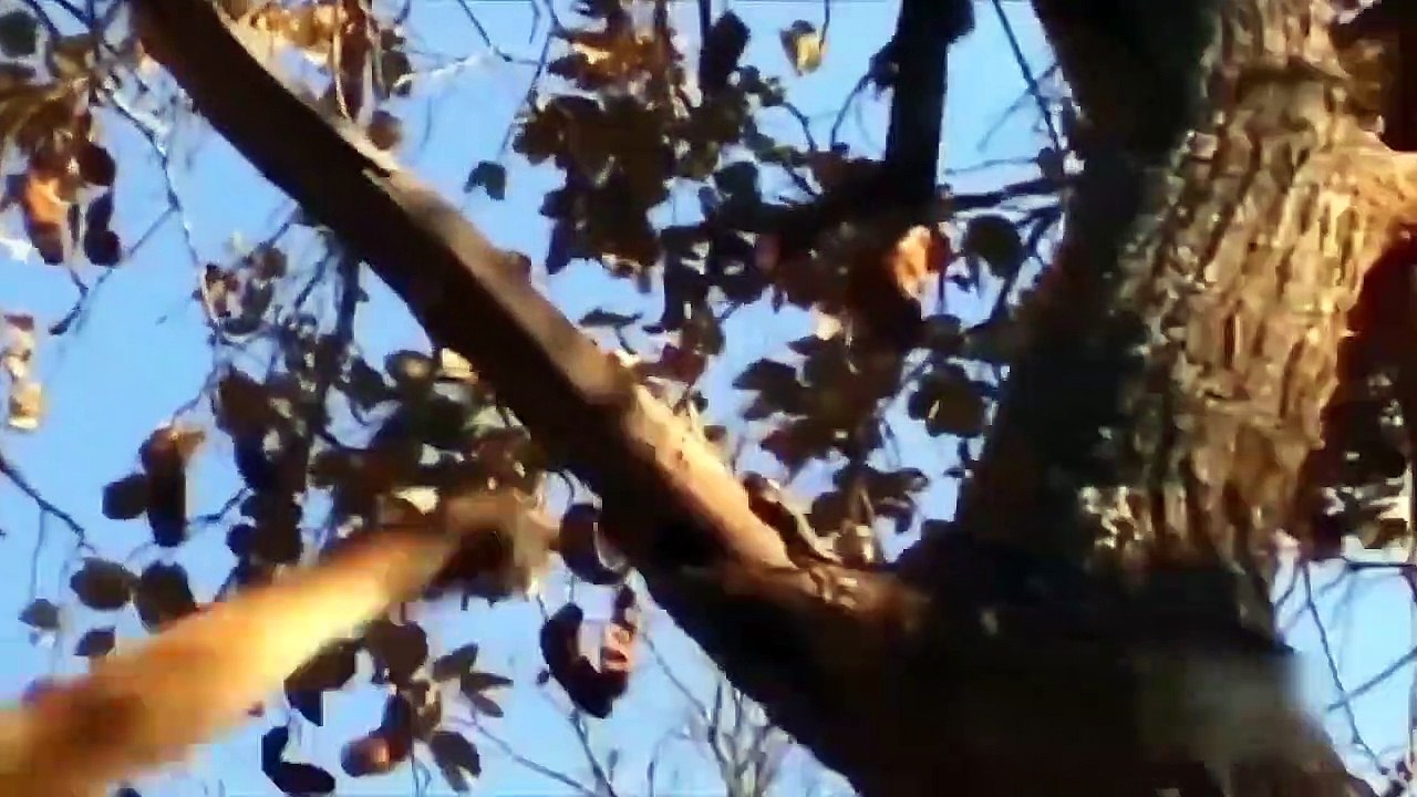 Terrible Punch From Gorilla - Angry Baboon Tortures The Lion Family Too Cruel To Avenge His Comrades
