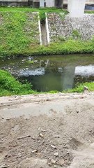 tidak ada air nya tapi banyak ikan nya