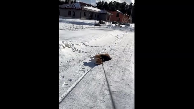 Lazy dog gets dragged through the snow during walk