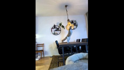 Hilarious moment as kitty spins into ceiling lamp