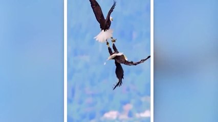 Even Eagles Are Afraid of This Deadly Bird 2023