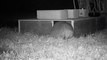 Kent's hedgehog population declines by 30% in 10 years in