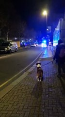 Pup howls along to passing fire engine