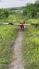 Woody Doesn't Agree with the 'No Dogs Allowed' Sign