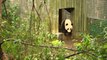 Check Out This Amazing Ice Cake For This Adorable Panda Cub