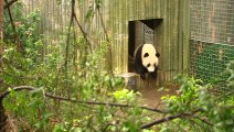 Check Out This Amazing Ice Cake For This Adorable Panda Cub