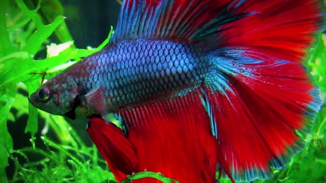 10 Most Dangerous Ocean Creatures