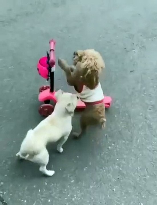 Two Little Dogs Playing with a Child's Scooter