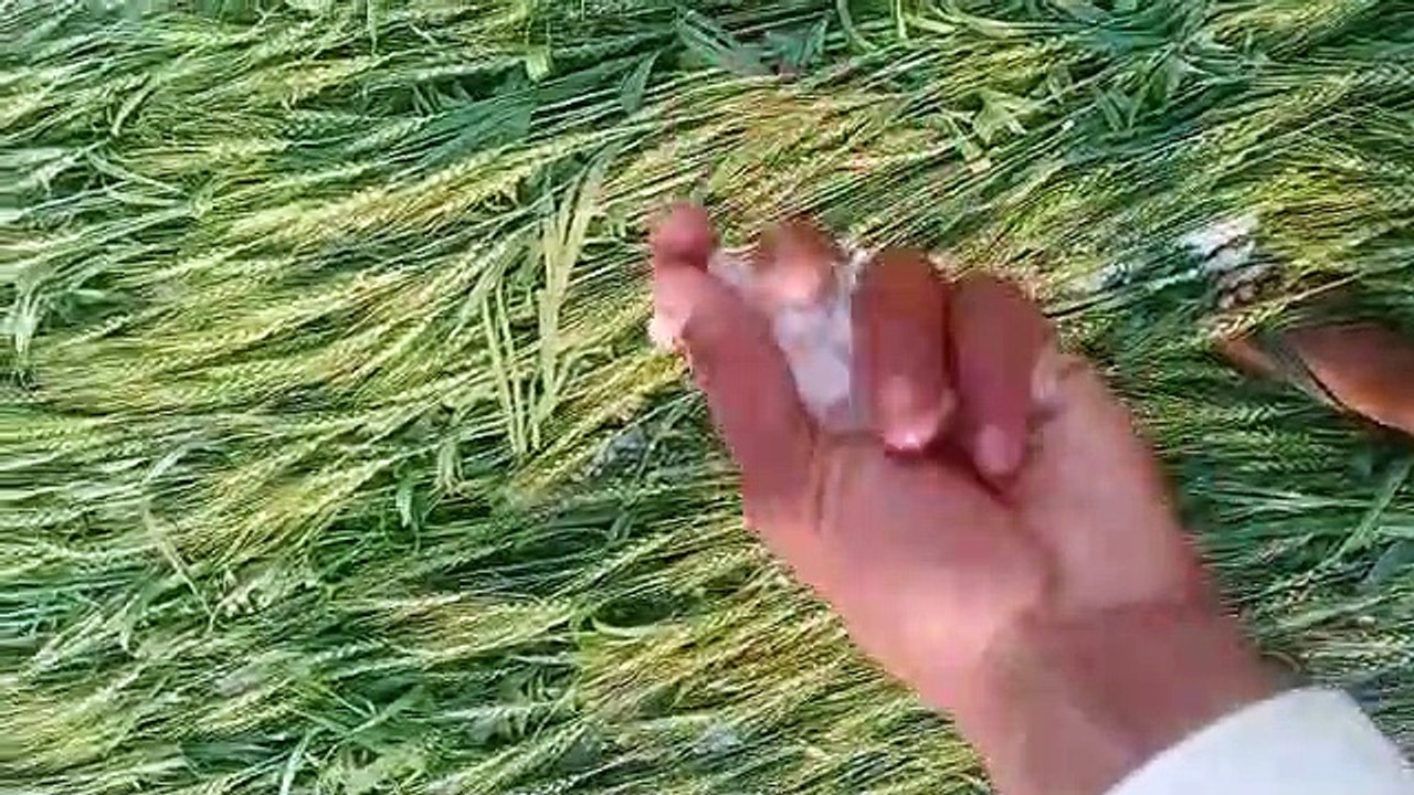बेमौसम की बारिश व ओलावृष्टि से अन्नदाता की आंखो...