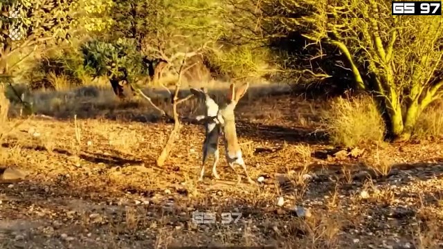 50 CRAZIEST ANIMALS FIGHTING CAUGHT ON CAMERA! ...Best wild animals fighting 2023 (4)