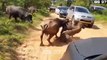 CRAZIEST  ANIMALS FIGHTING CAUGHT ON CAMERA! ...Best wild animals fighting 2023