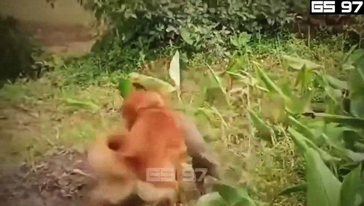 50 CRAZIEST  ANIMALS FIGHTING CAUGHT ON CAMERA! ...Best wild animals fighting 2023 (7)