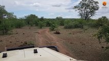 Lizard Protects Zebra Meal by Slapping Hyena in the Face with Its Tail