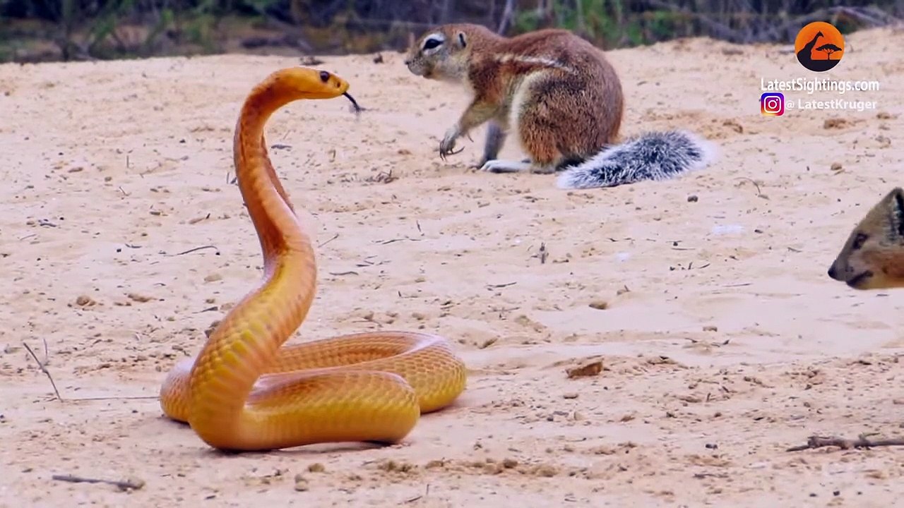 1 COBRA VERSUS 7 SQUIRRELS AND A MONGOOSE
