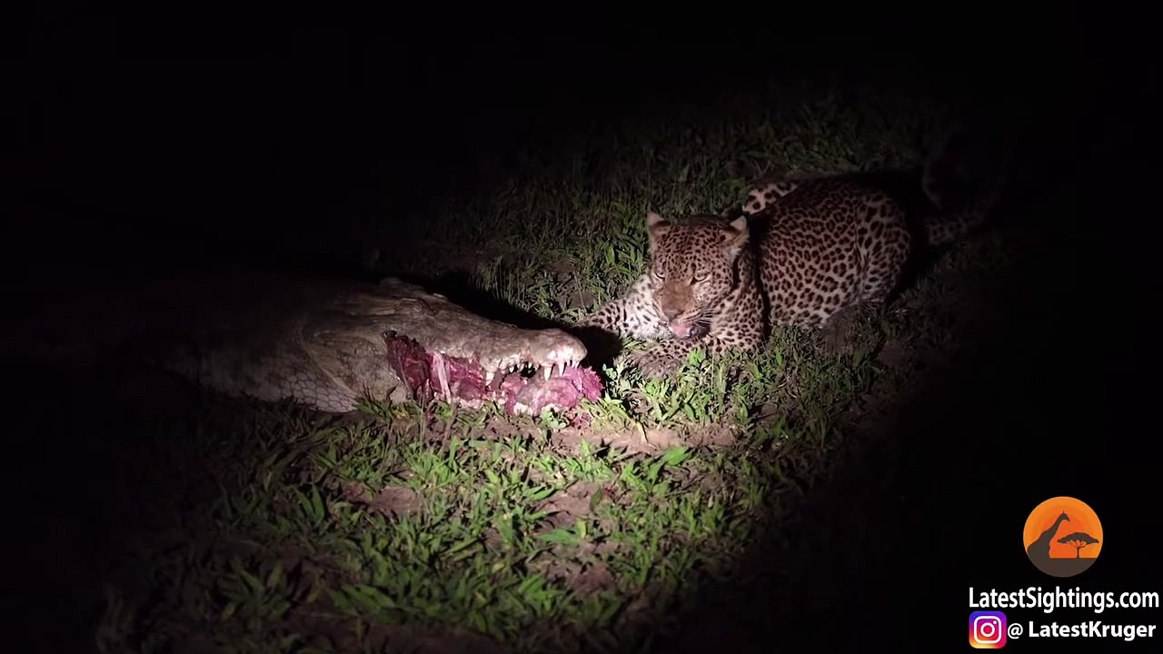 Leopard Eats Food Right Out a Crocodile's Mouth