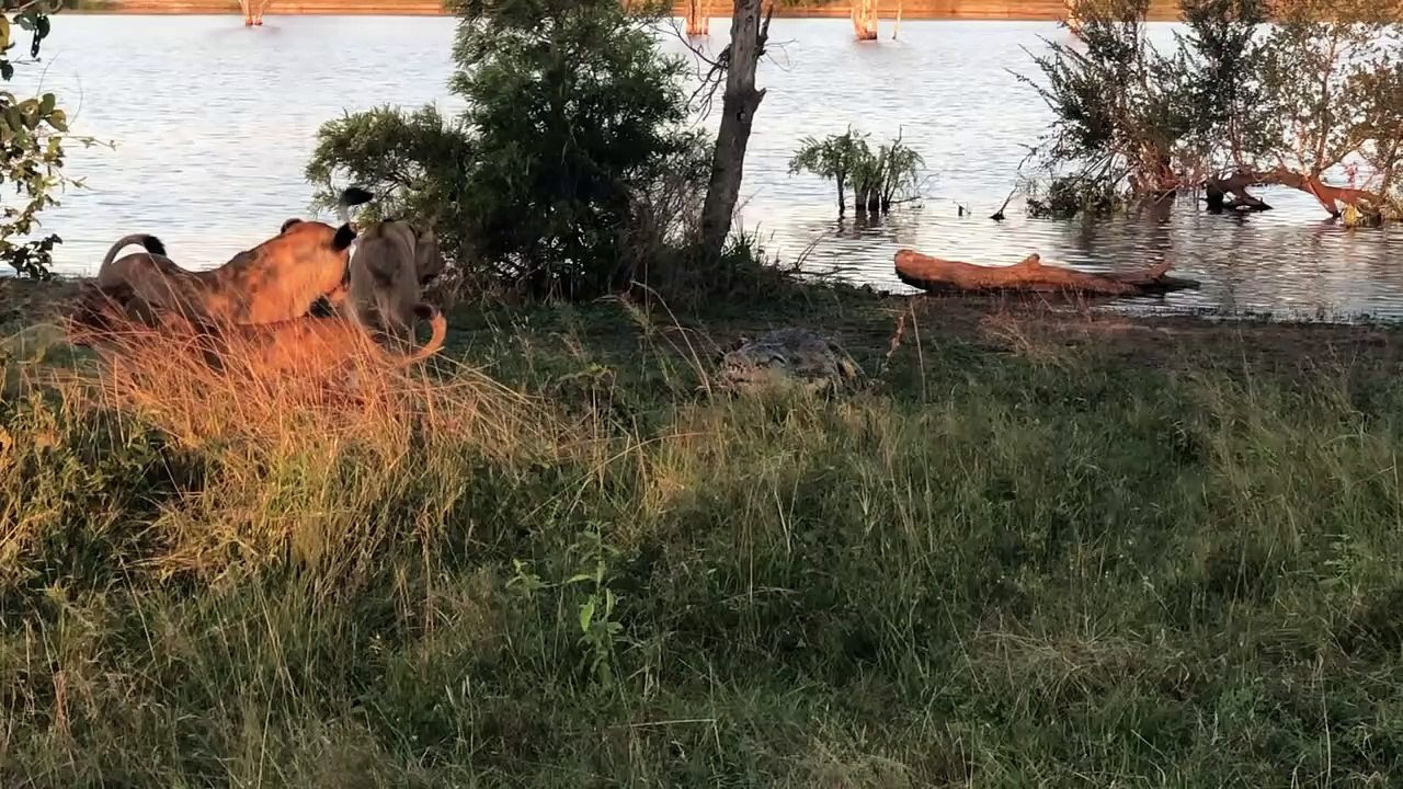 Cornered Crocodile is Forced to Attack 5 Lions