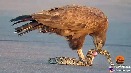 Snake Eagle Ripping Snake Apart As it Tries to Escape