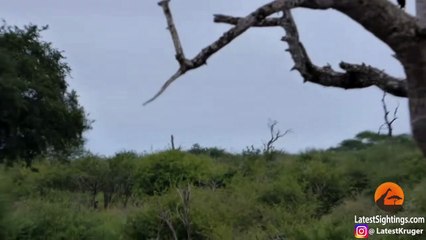 Baby Bird Leaves Nest, Survives Hawk, Gets Eaten by Crocodile