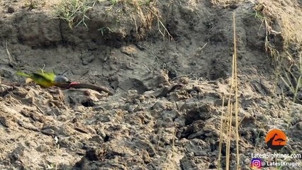 Bird Pulls The Guts Out of Snake!