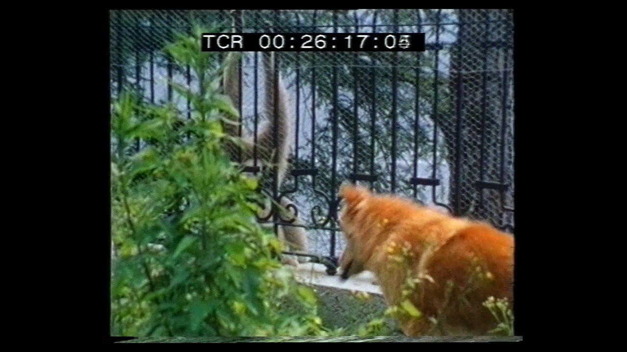 Oscar Kiss Maerth Der Anfang war das Ende Evolution Mensch Entstehung Kannibalismus