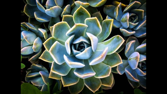 Is Agave Syrup Smarter Than Sugar?